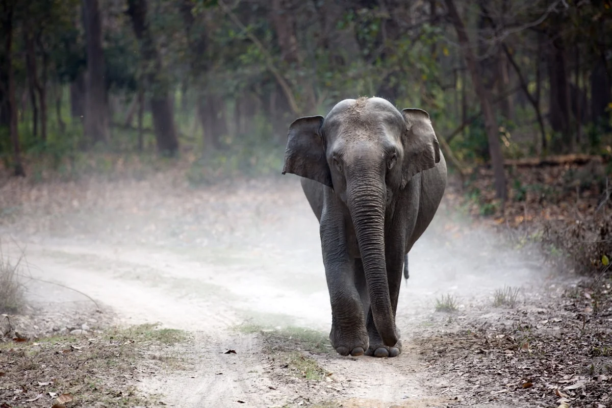 Corporate travel agency Bangalore - executive wilderness safari and team retreats by SRK Holidays